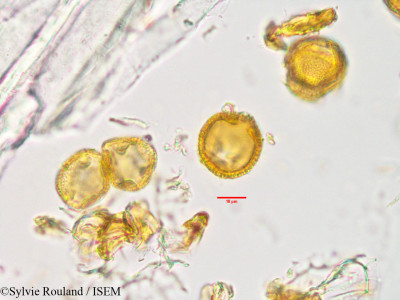 Uapaca thouarsii - lame n° 33890