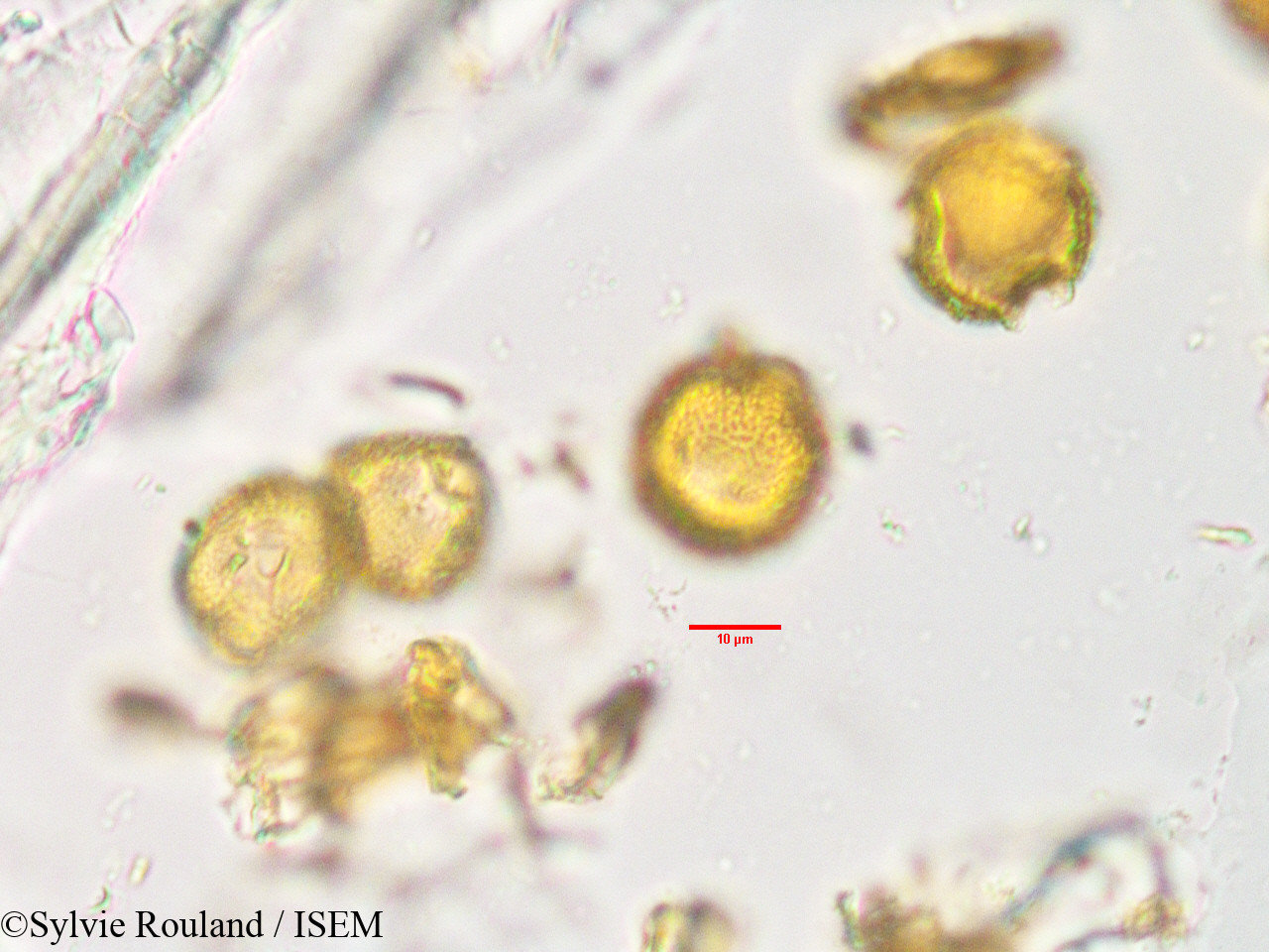 Sylvie.Rouland/Uapaca_thouarsii_33890/Uapaca_thouarsii_33890_0005(copy).jpg