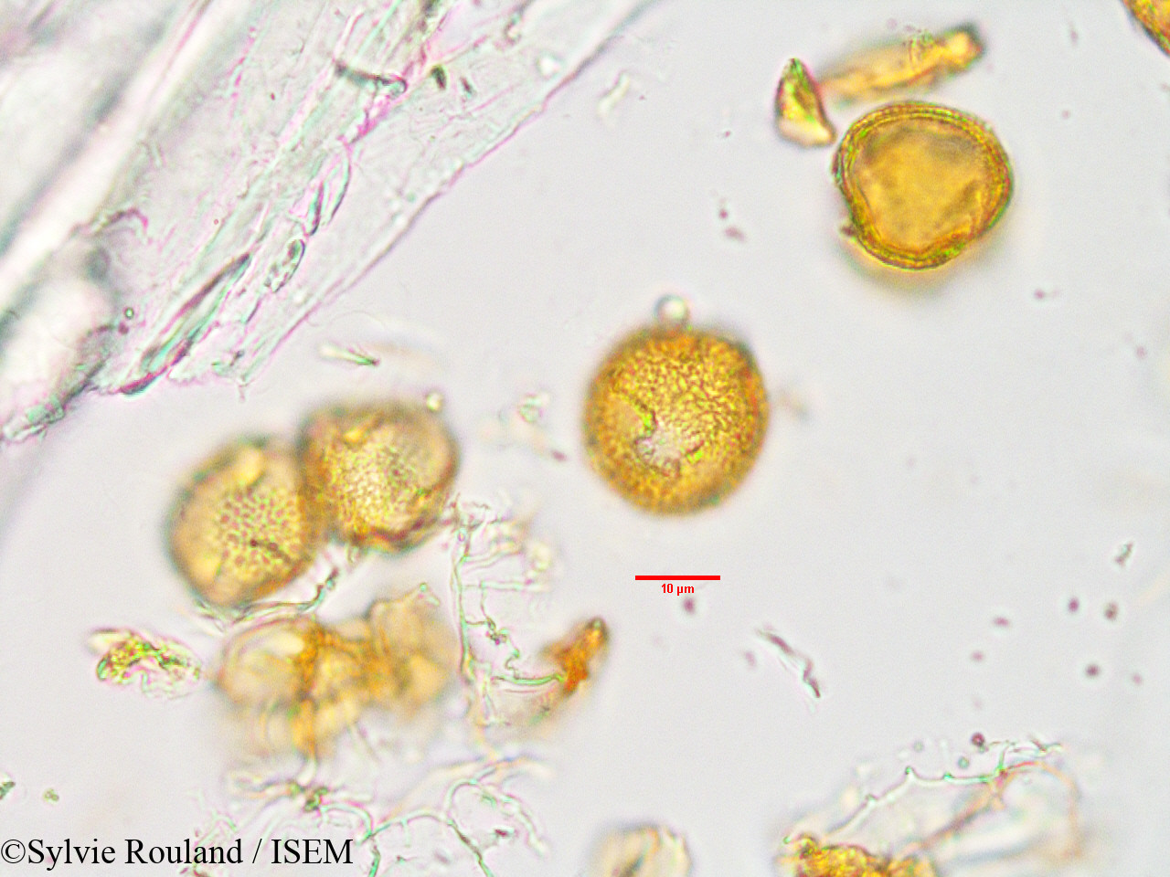 Sylvie.Rouland/Uapaca_thouarsii_33890/Uapaca_thouarsii_33890_0006(copy).jpg