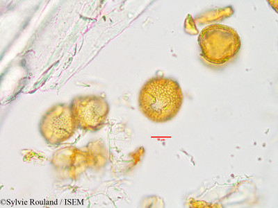 Uapaca thouarsii - lame n° 33890