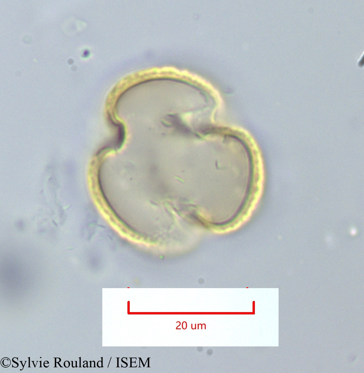 Sylvie.Rouland/Ulex_spectabilis_1159/Ulex_spectabilis_1159_0001(copy).jpg