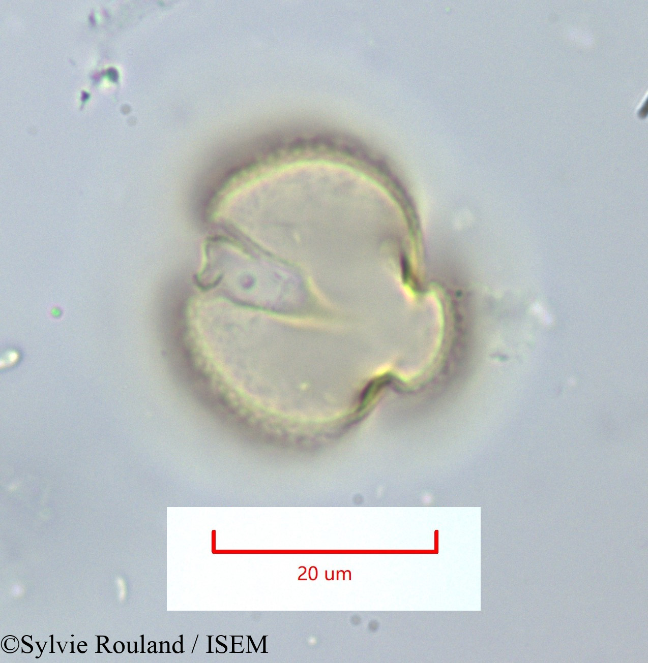 Sylvie.Rouland/Ulex_spectabilis_1159/Ulex_spectabilis_1159_0002(copy).jpg