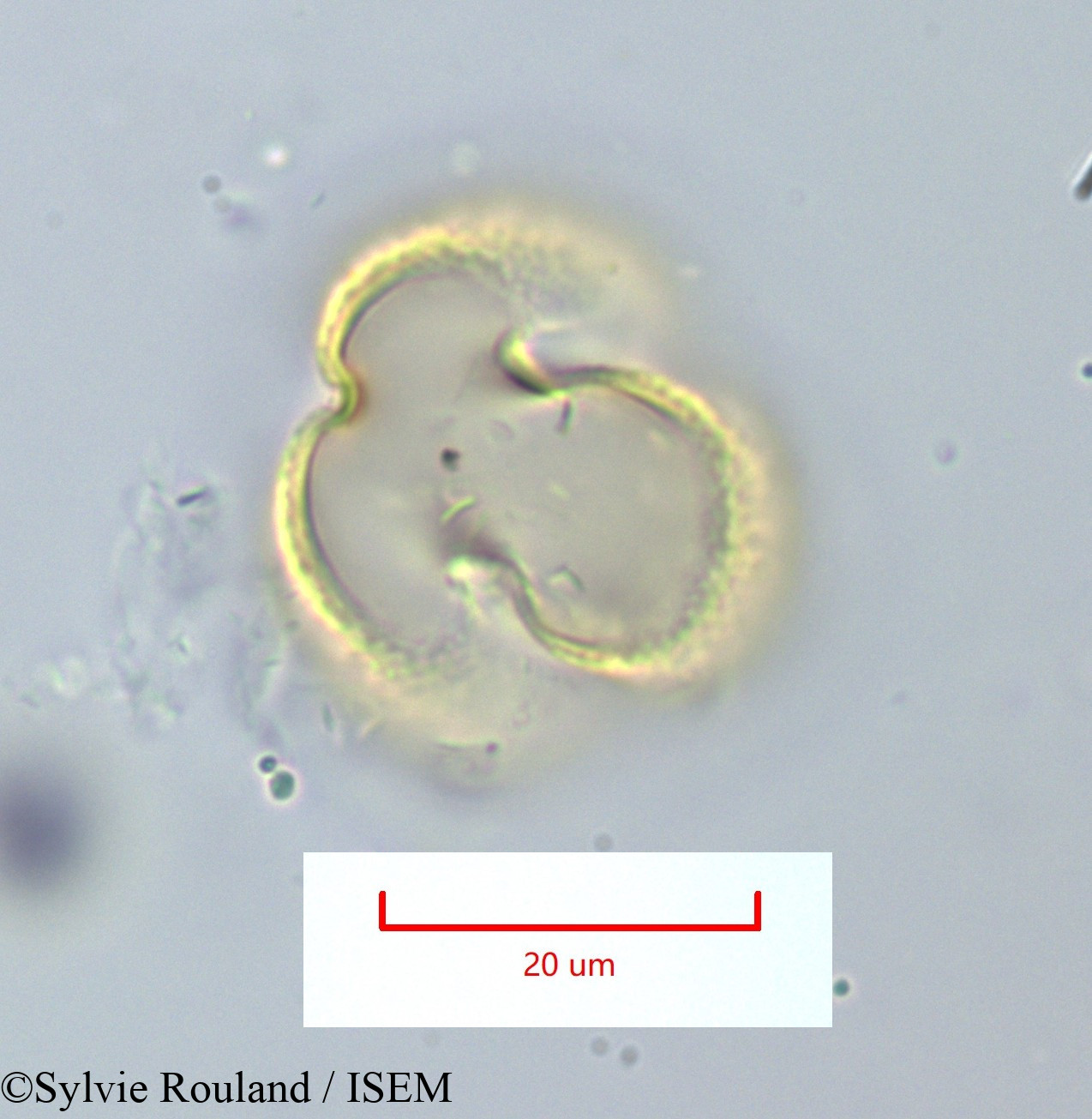 Sylvie.Rouland/Ulex_spectabilis_1159/Ulex_spectabilis_1159_0003(copy).jpg
