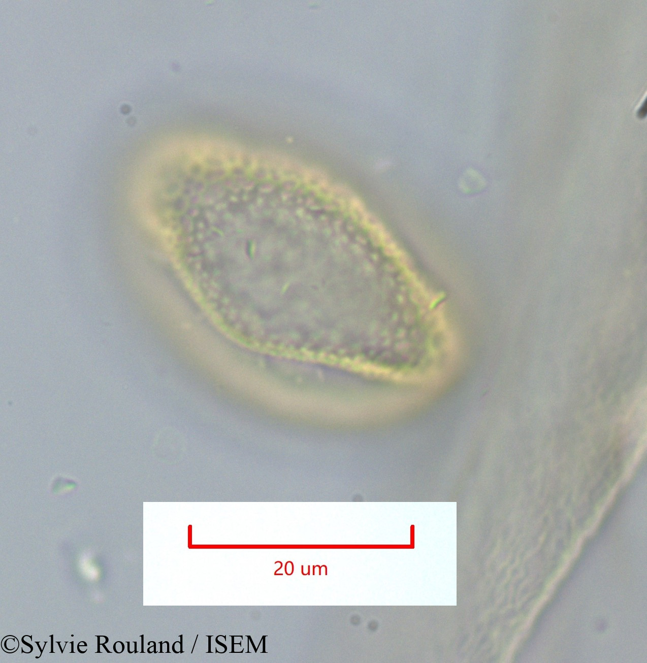 Sylvie.Rouland/Ulex_spectabilis_1159/Ulex_spectabilis_1159_0004(copy).jpg