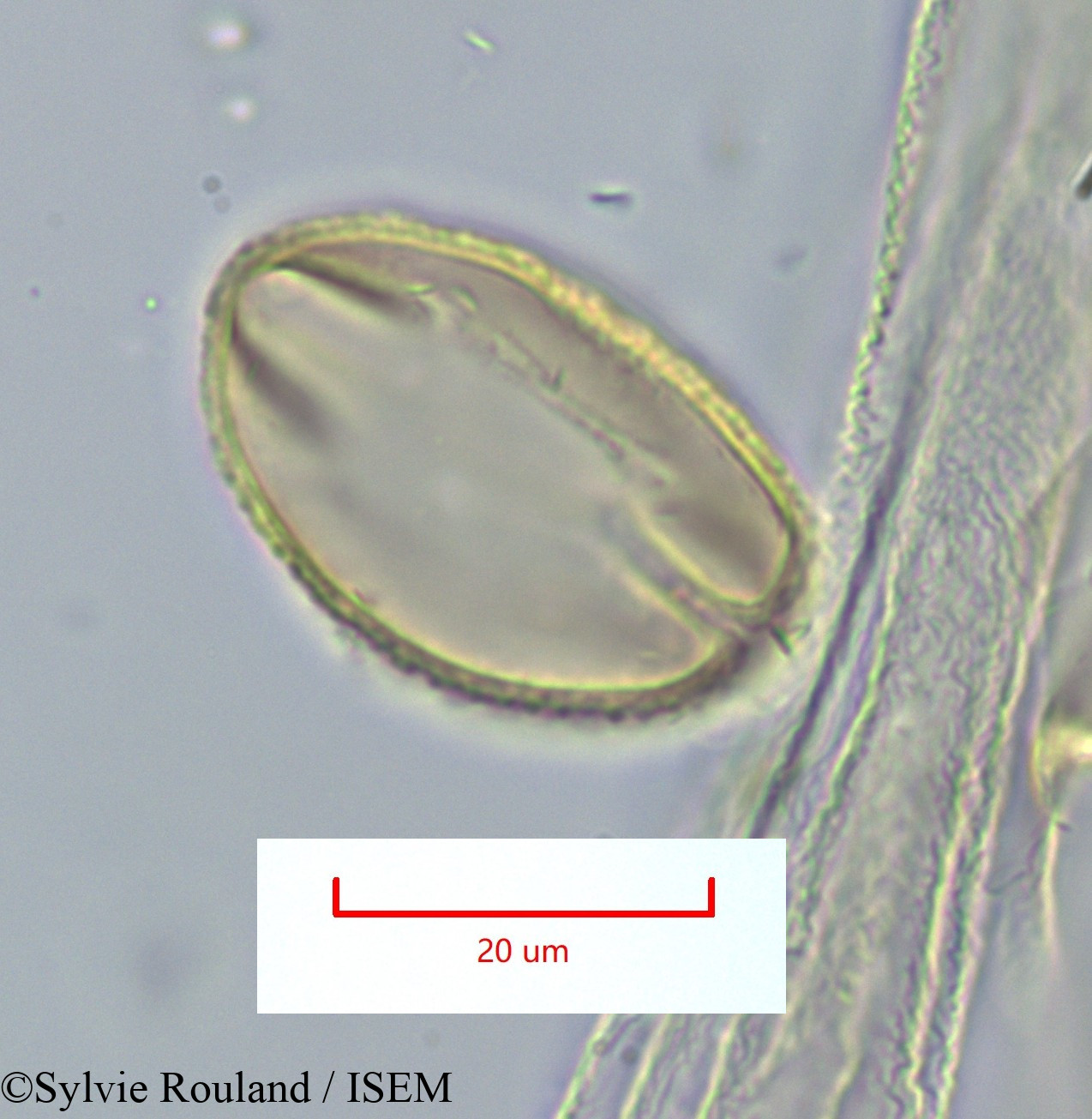 Sylvie.Rouland/Ulex_spectabilis_1159/Ulex_spectabilis_1159_0005(copy).jpg