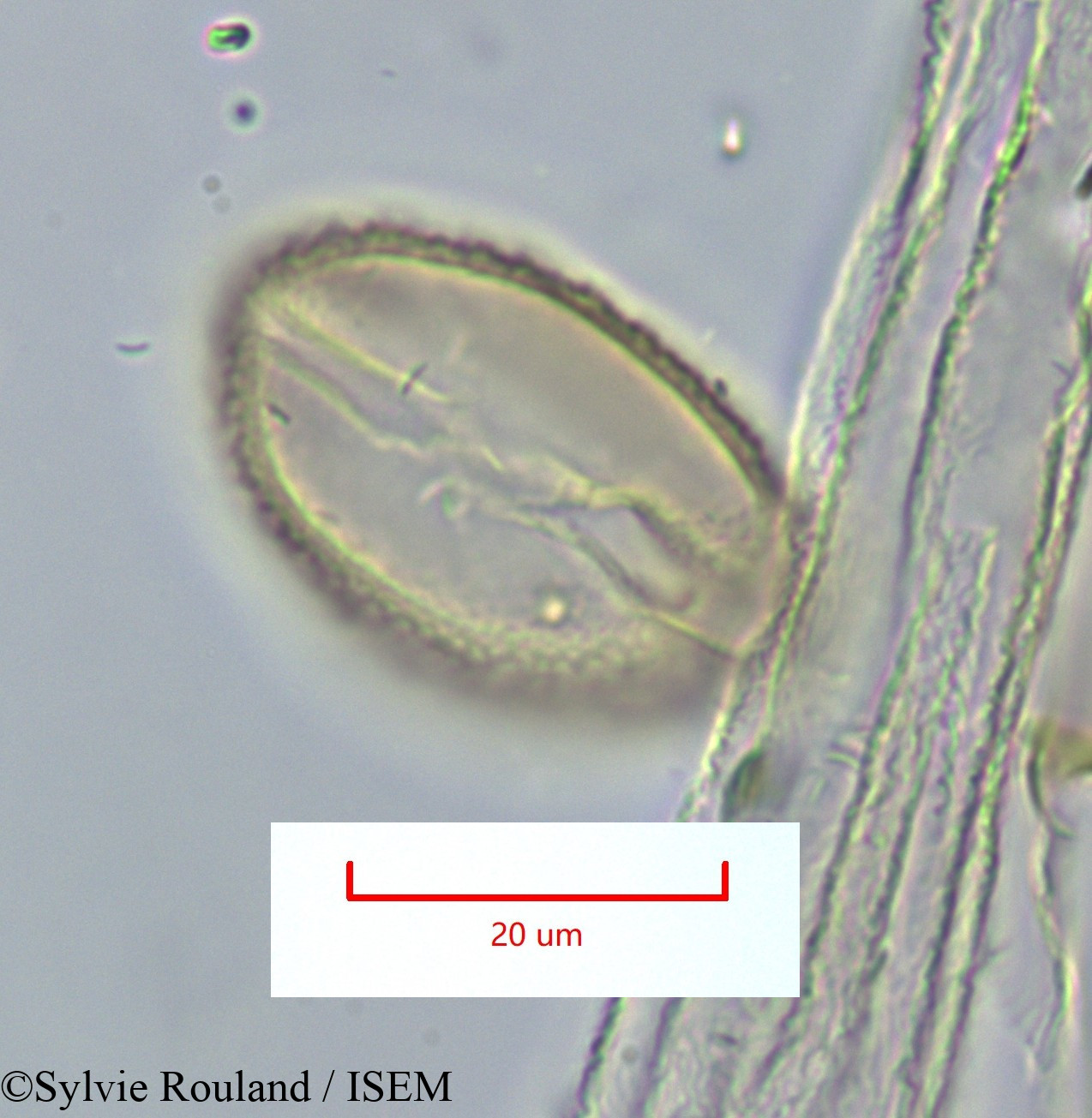 Sylvie.Rouland/Ulex_spectabilis_1159/Ulex_spectabilis_1159_0006(copy).jpg