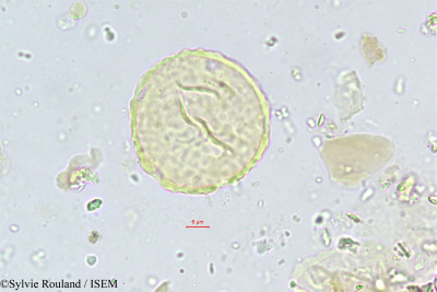 Sylvie.Rouland/Ulmus_scabra_453/Ulmus_scabra_453_0001(copy)_thumb.jpg