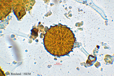 Urena lobata - lame n° 25