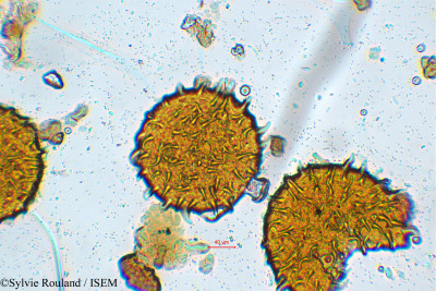 Urena lobata - lame n° 25