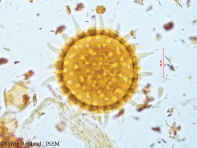 Urena sinuata - lame n° 4914