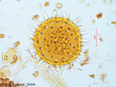 Urena sinuata - lame n° 4914