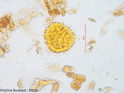 Urena sinuata - lame n° 4914