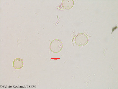 Sylvie.Rouland/Urera_acuminata_3116/Urera_acuminata_3116_0001(copy)_thumb.jpg