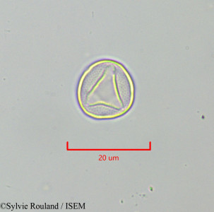 Urtica dubia - lame n° 47306