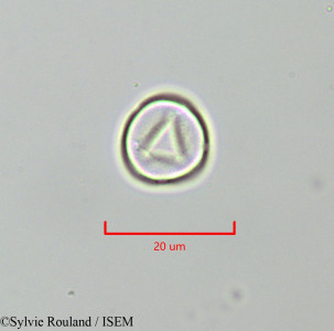 Urtica dubia - lame n° 47306