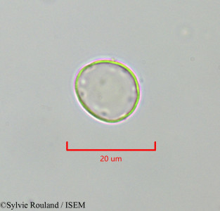 Urtica dubia - lame n° 47306