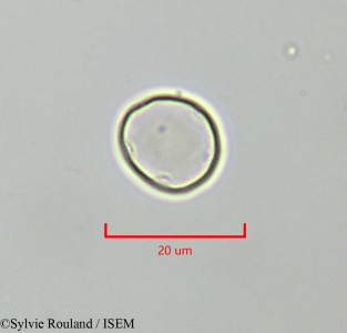 Urtica dubia - lame n° 47306