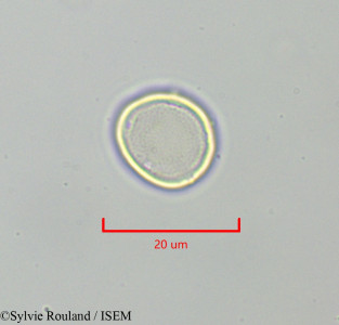 Urtica dubia - lame n° 47306