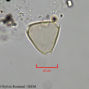 Sylvie.Rouland/Urvillea_ulmacea_47259/Urvillea_ulmacea_47259_0001(copy)_thumb.jpg