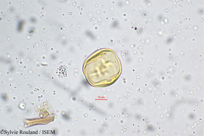Sylvie.Rouland/Utricularia_graminifolia_5248/Utricularia_graminifolia_5248_0001(copy)_thumb.jpg