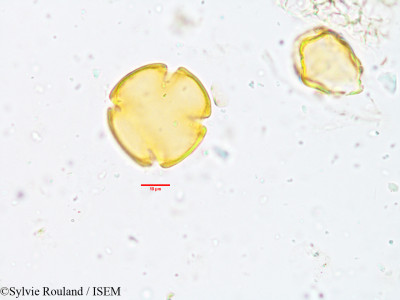 Sylvie.Rouland/Utricularia_reticulata_3931/Utricularia_reticulata_3931_0001(copy)_thumb.jpg