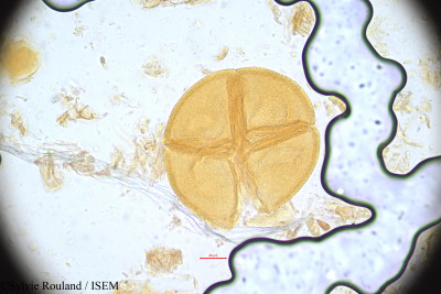Sylvie.Rouland/Uvariastrum_pynaertii_633/Uvariastrum_pynaertii_633_0001(copy)_thumb.jpg