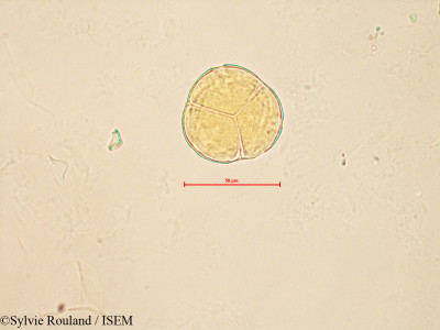 Sylvie.Rouland/Vaccinium_myrtillus_4189/Vaccinium_myrtillus_4189_0001(copy)_thumb.jpg