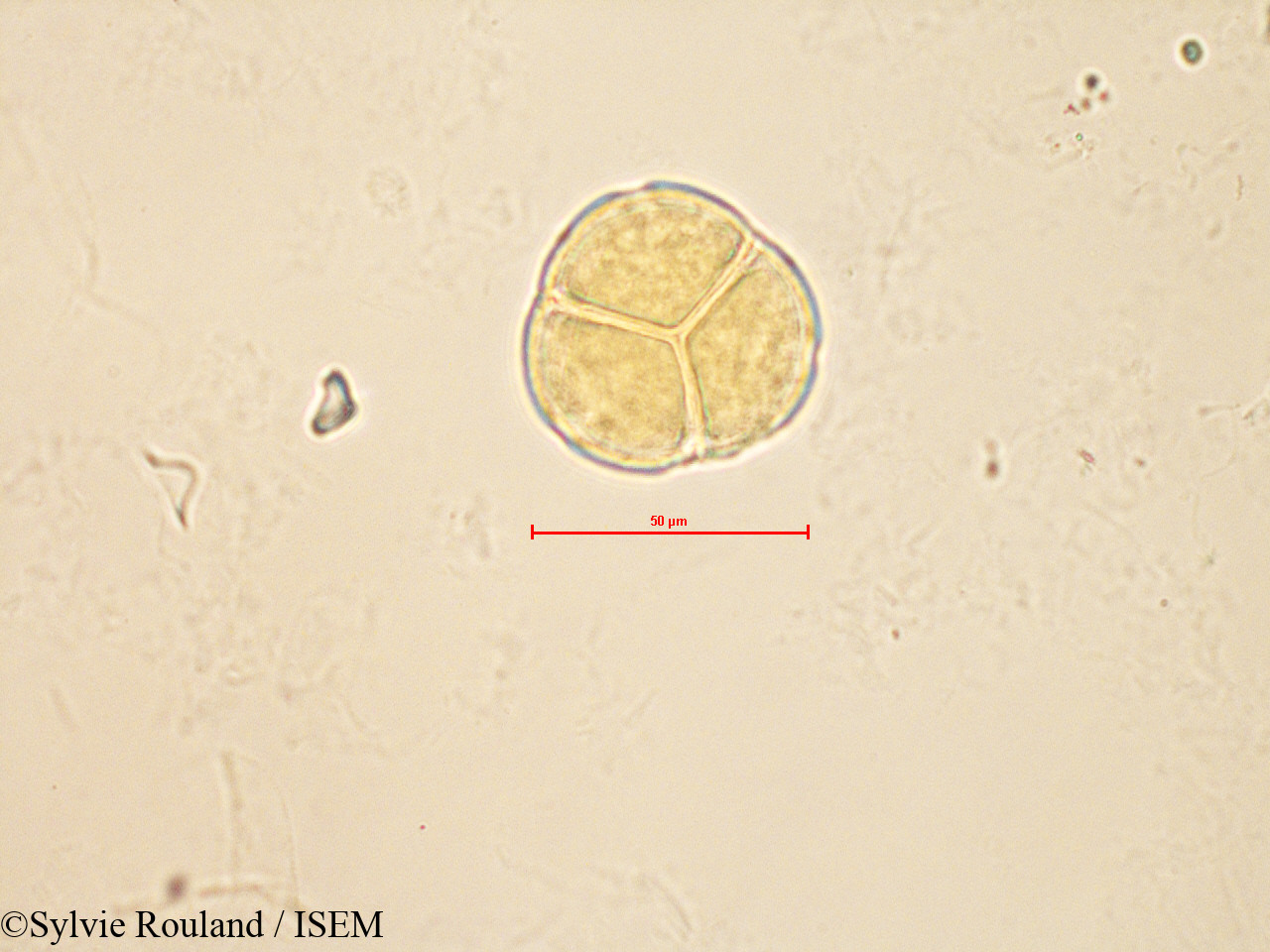 Sylvie.Rouland/Vaccinium_myrtillus_4189/Vaccinium_myrtillus_4189_0002(copy).jpg