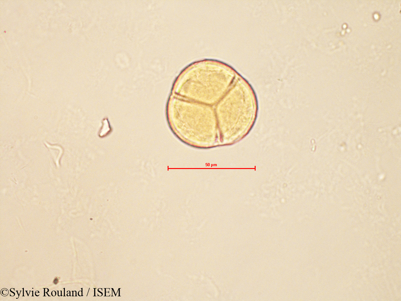 Sylvie.Rouland/Vaccinium_myrtillus_4189/Vaccinium_myrtillus_4189_0003(copy).jpg