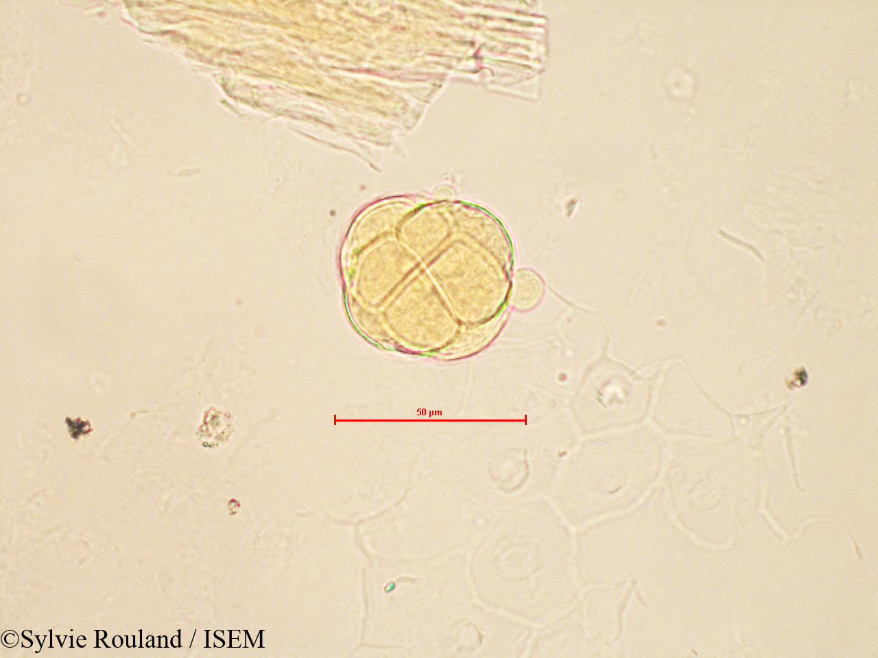 Sylvie.Rouland/Vaccinium_myrtillus_4189/Vaccinium_myrtillus_4189_0004(copy).jpg