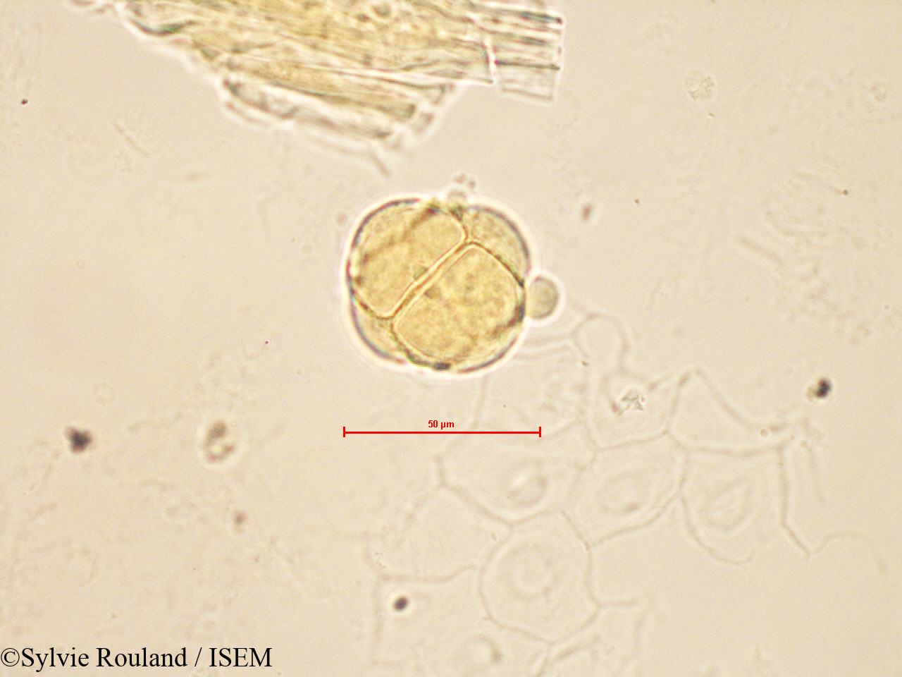 Sylvie.Rouland/Vaccinium_myrtillus_4189/Vaccinium_myrtillus_4189_0005(copy).jpg