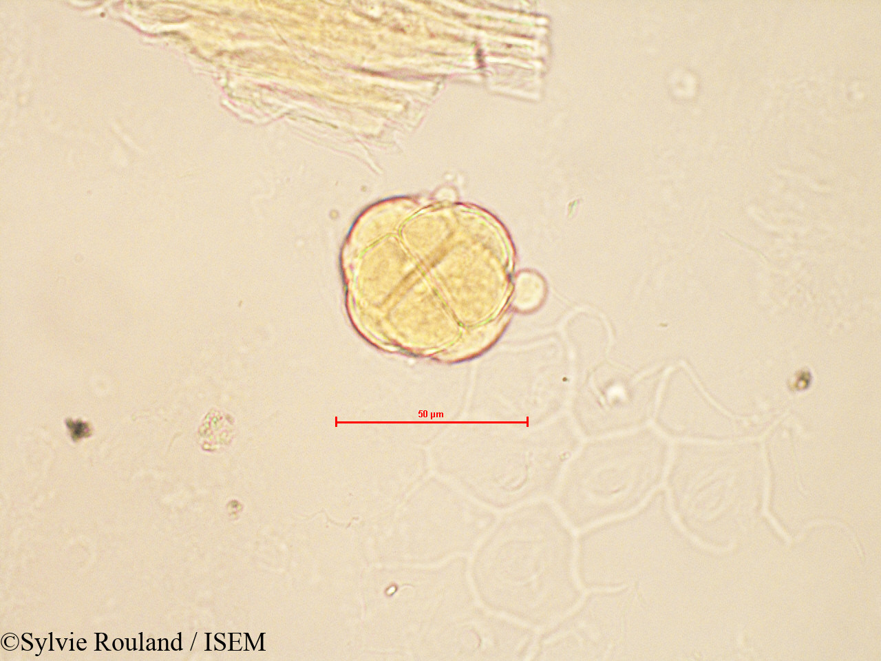 Sylvie.Rouland/Vaccinium_myrtillus_4189/Vaccinium_myrtillus_4189_0006(copy).jpg