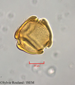 Sylvie.Rouland/Vahadenia_laurentii_47348/Vahadenia_laurentii_47348_0001(copy)_thumb.jpg