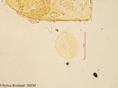 Valeriana sambucifolia - lame n° 4193