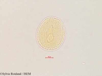 Sylvie.Rouland/Valerianella_dentata_4192/Valerianella_dentata_4192_0001(copy)_thumb.jpg