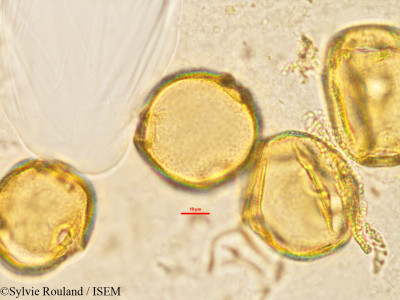 Vangueria madagascariensis - lame n° 2901