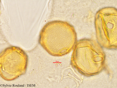 Vangueria madagascariensis - lame n° 2901