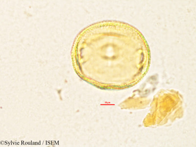 Vangueria madagascariensis - lame n° 2901