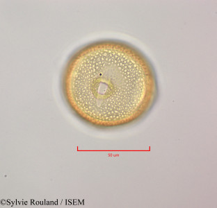 Vangueria madagascariensis - lame n° 47245