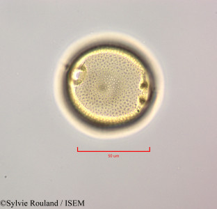 Vangueria madagascariensis - lame n° 47245