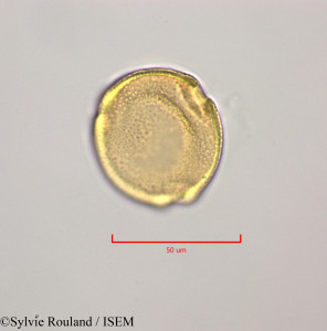 Vangueria madagascariensis - lame n° 47245