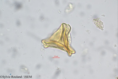 Sylvie.Rouland/Vanwykia_remota_116/Vanwykia_remota_116_0001(copy)_thumb.jpg