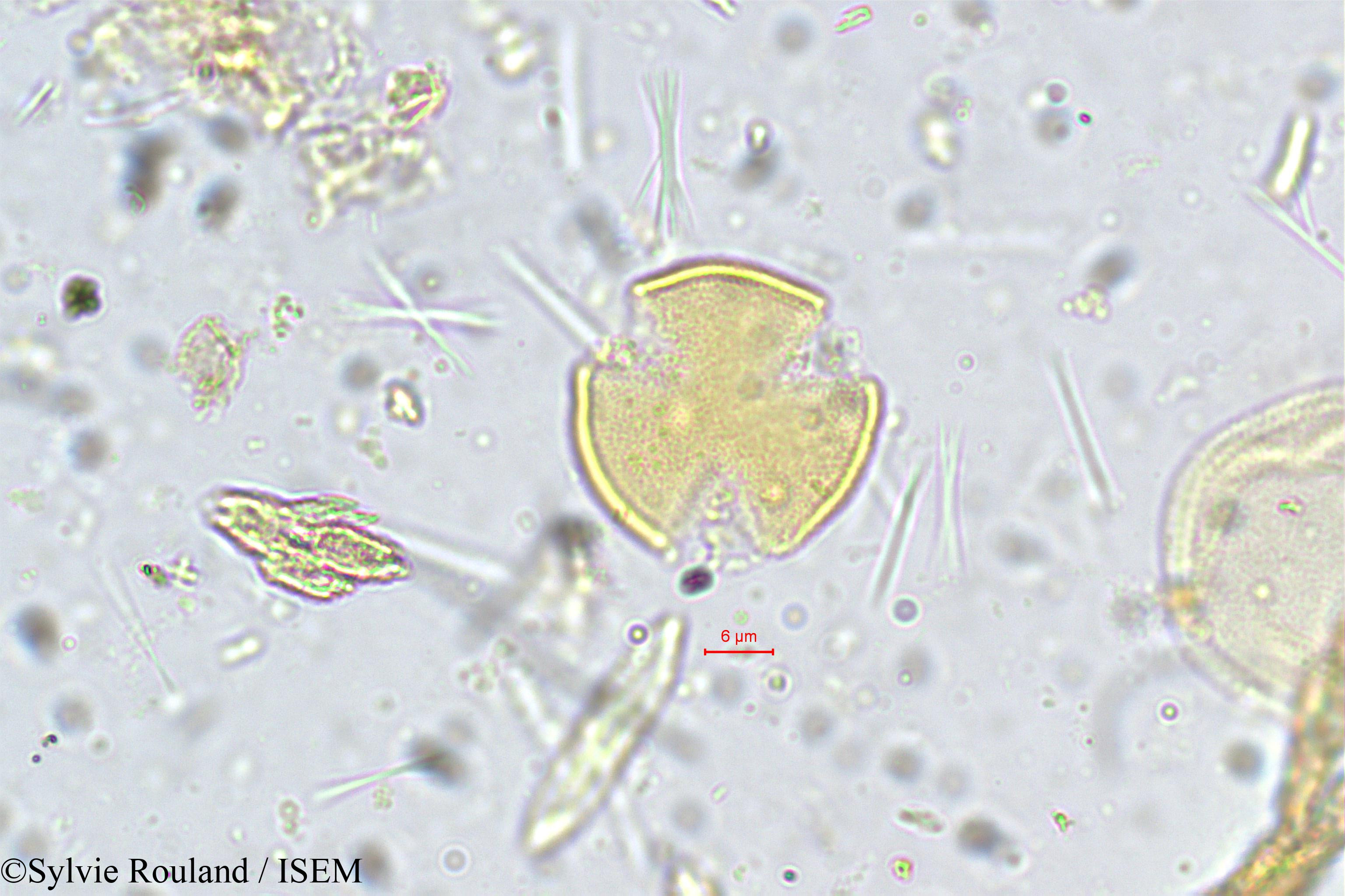Sylvie.Rouland/Vateria_indica_5365/Vateria_indica_5365_0001(copy).jpg