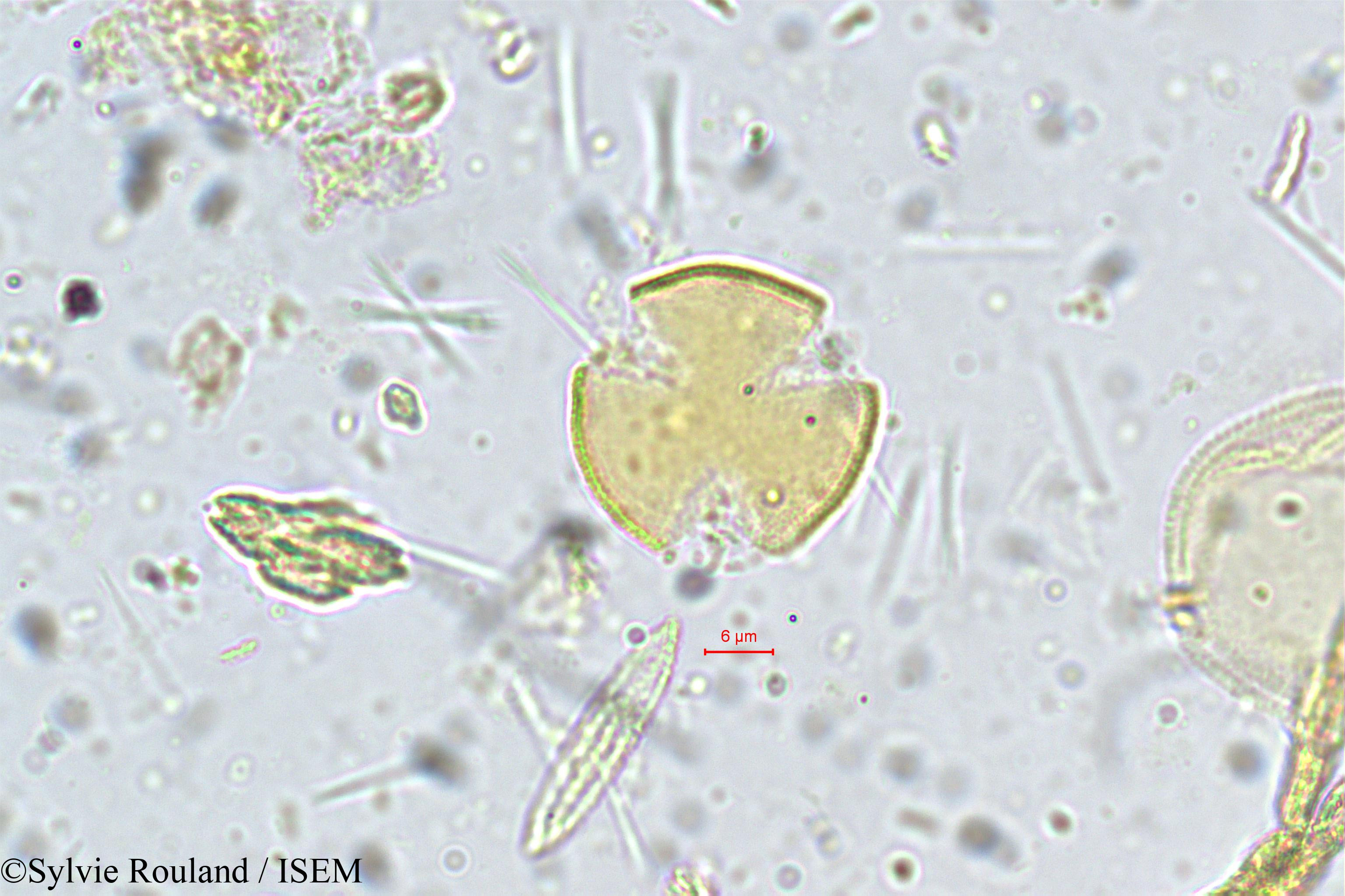 Sylvie.Rouland/Vateria_indica_5365/Vateria_indica_5365_0003(copy).jpg