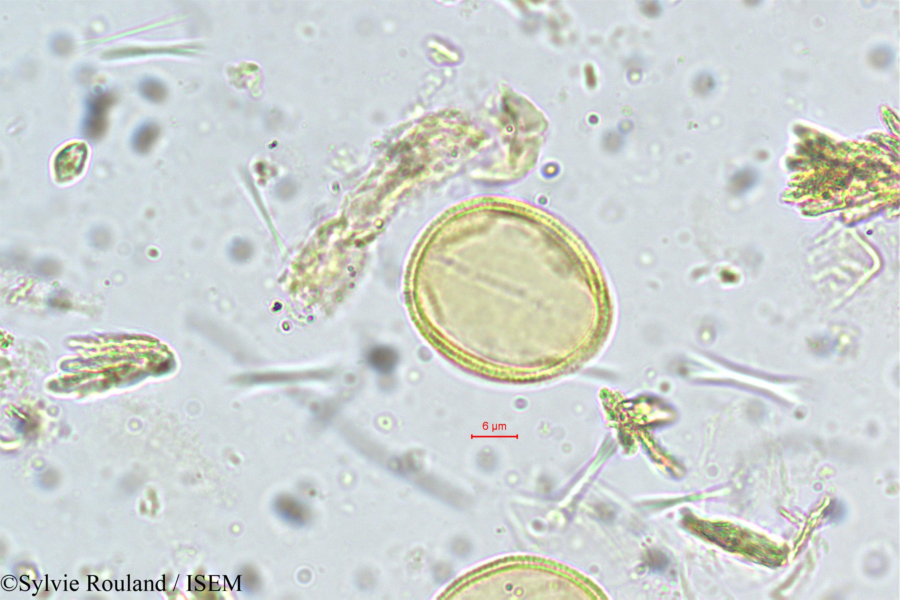 Sylvie.Rouland/Vateria_indica_5365/Vateria_indica_5365_0004(copy).jpg