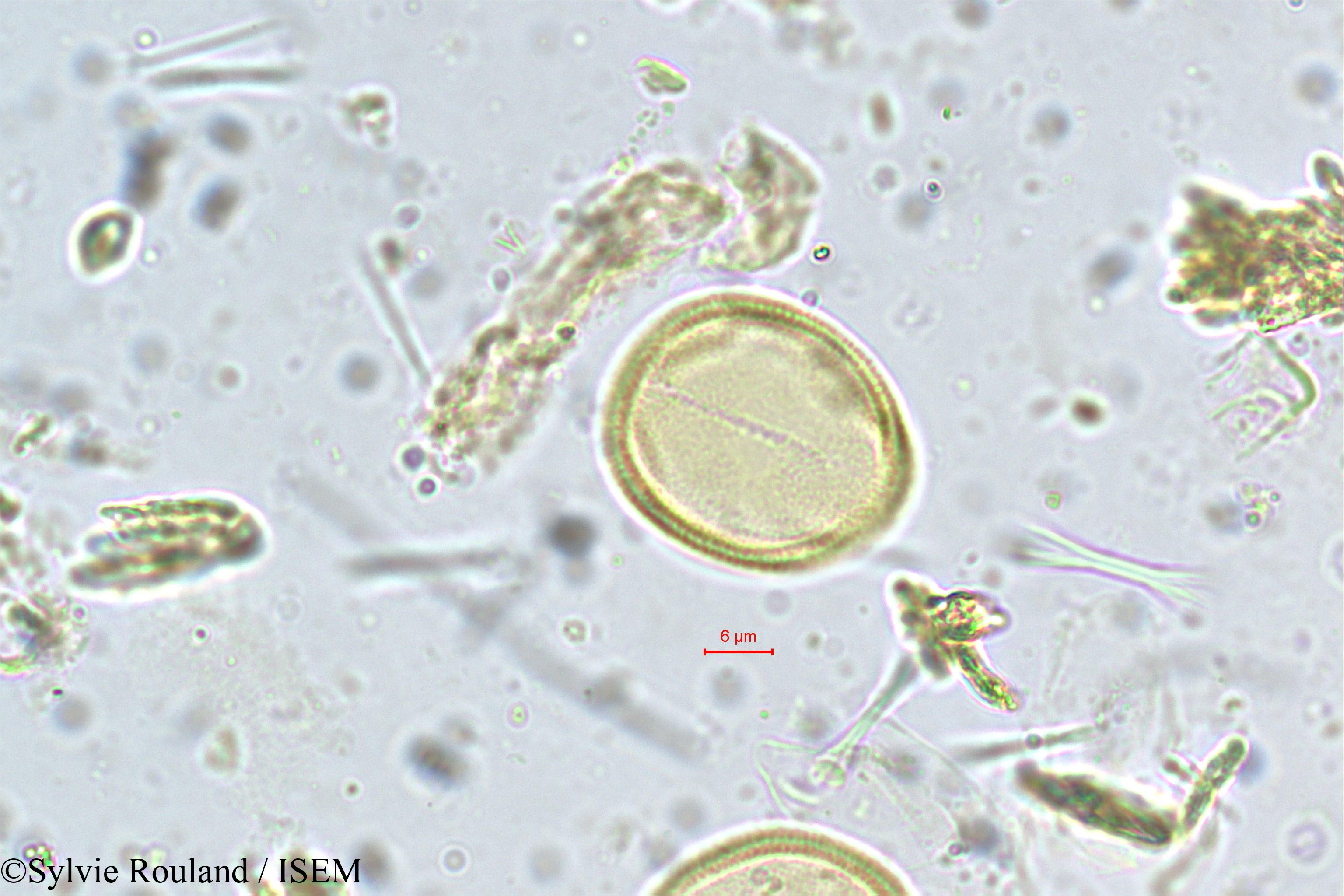 Sylvie.Rouland/Vateria_indica_5365/Vateria_indica_5365_0005(copy).jpg