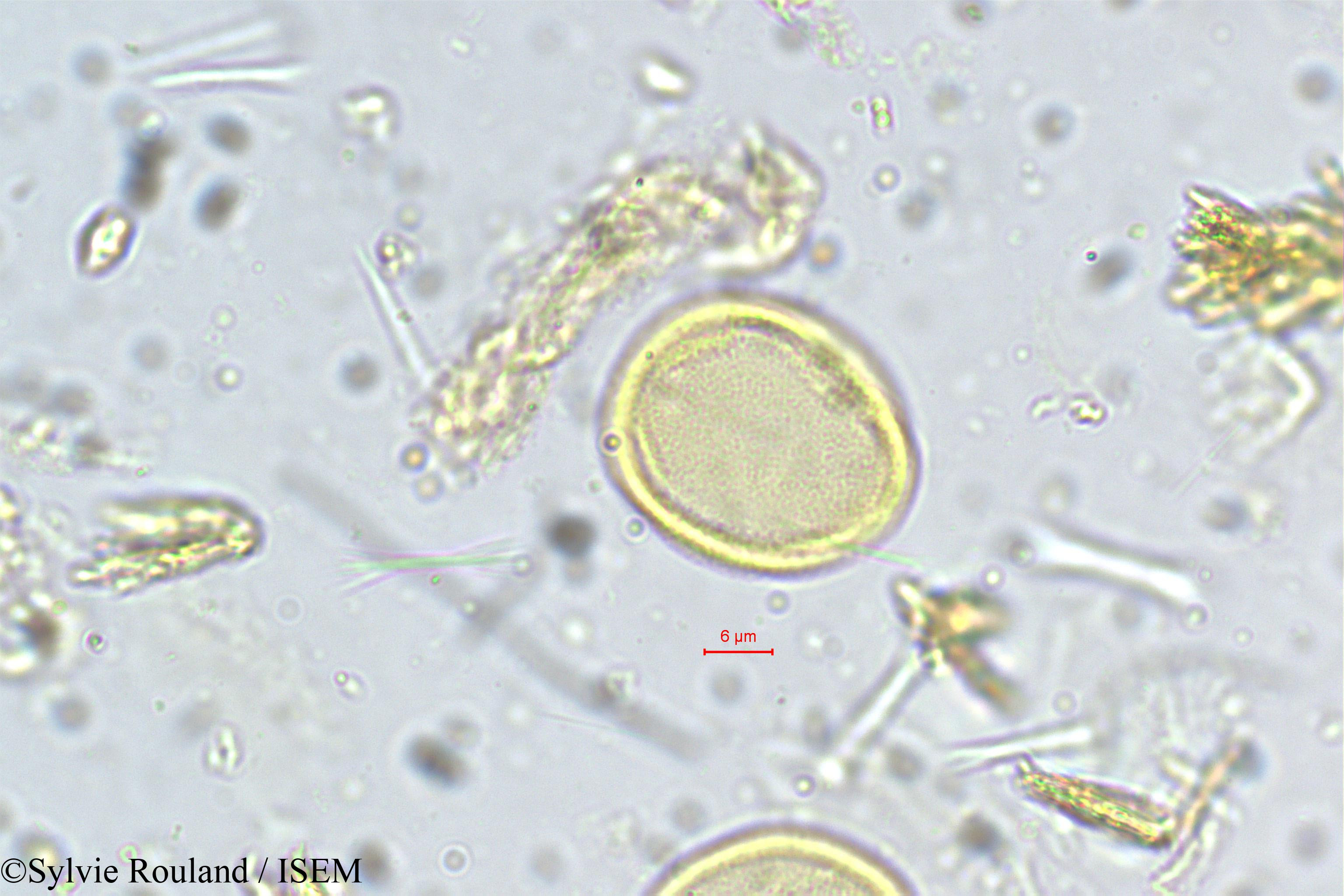 Sylvie.Rouland/Vateria_indica_5365/Vateria_indica_5365_0006(copy).jpg