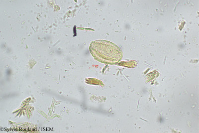 Sylvie.Rouland/Vatica_chinensis_5208/Vatica_chinensis_5208_0001(copy)_thumb.jpg