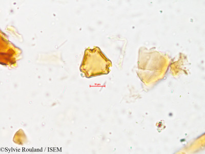 Sylvie.Rouland/Ventilago_maderaspatana_4009/Ventilago_maderaspatana_4009_0001(copy)_thumb.jpg