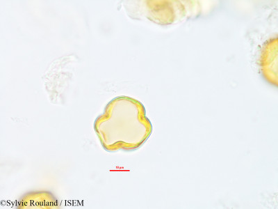 Sylvie.Rouland/Vepris_dicarpella_42801/Vepris_dicarpella_42801_0001(copy)_thumb.jpg